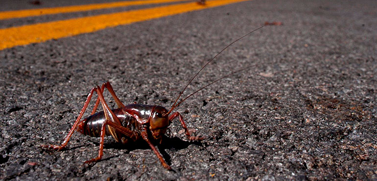 Insect Attack! Crickets Swarming Crops | WeatherBug | WeatherBug